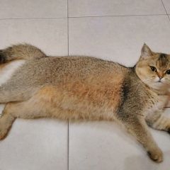 Фото: пропала кошка Скоттиш страйт (шотландская прямоухая) «Пропала кошка член семьи Туапсе» в г. Туапсе